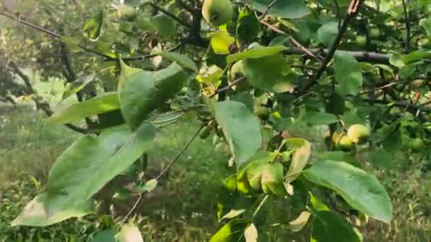 Nahaufnahme Eines Apfelbaumzweiges Mit Grünen Apfelfrüchten Unter Sommerlichem Sonnenlicht Birnbaumplantage — Stockvideo