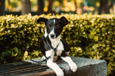 Parktaki bankta oturan sevimli, komik gözlü köpek. Yakın plan. Melez bir köpek, cinsi olmayan bir köpek. Siyah ve beyaz. Sadık bir köpek. Yavru köpek sahibini bekliyor.