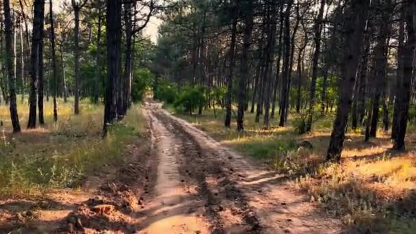 Procházka Lesní Stezce Mezi Borovicemi Při Západu Slunce Bez Lidí — Stock video