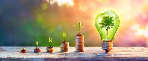 Investitionen Grüne Energie Pflanzen Wachsen Auf Geld Und Baum Glühbirnen — Stockfoto