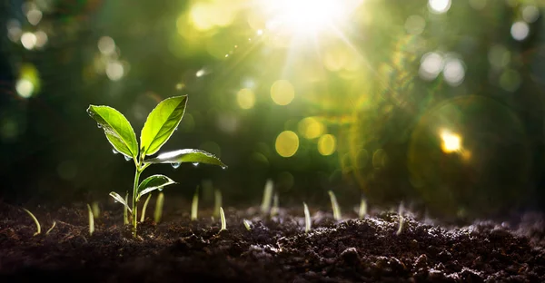 Jungpflanze Wächst Mit Wassertropfen Grünen Garten Sonnenlicht Und Flare Effekte — Stockfoto