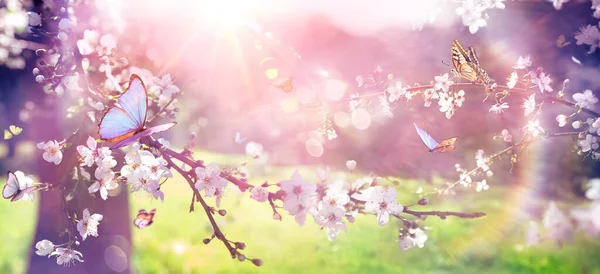 春の花 光フレアとヴィンテージ効果のある日光と蝶と開花ブランチ — ストック写真