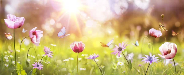 Весна Солнечное Поле Маком Ромашками Цветы Траве Абстрактным Обезлесенным Пейзажем — стоковое фото