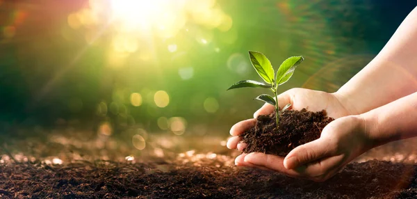 Pequena Planta Solo Mãos Plantando Árvore Jovem Com Luz Solar — Fotografia de Stock