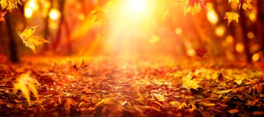 Sonbahar - Sunset 'te Orange Forest' ta Düşen Yapraklar Sunset 'te Çözülmüş Güneşli Arkaplan