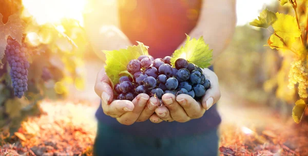 Grapes In Hands In Vineyard At Sunset With Flare Effects And Selective Focus On Fruit
