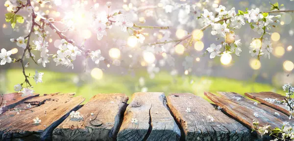 Frühlingstisch Kirschblüten Auf Zweigen Abstrakten Defokussierten Hintergrund Mit Bokeh Lichtern Stockbild