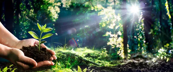Hand Holding Small Tree Planting Green Forest Flare Effect Earth Stock Image