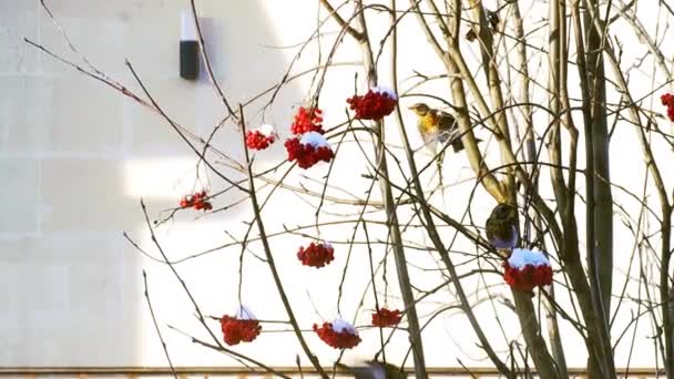 Гостеприимное Дерево Спелыми Красными Рябинами Получает Птиц Трудное Время Года — стоковое видео
