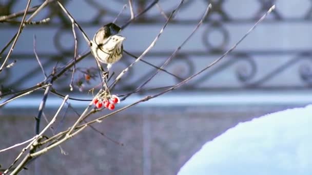 熟した赤いローワンの果実のあるもてなしの木は 寒さと都市の側面の礼拝堂で日光で撮影された他の食べ物がないとき 彼らのために年の困難な時期に鳥を受け取ります — ストック動画