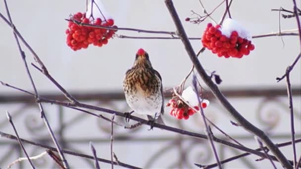 在一年中最困难的时候 当天气寒冷 没有其他食物的时候 一棵盛满成熟红莓的好客的树在城市的小礼拜堂里迎来了鸟儿 — 图库视频影像