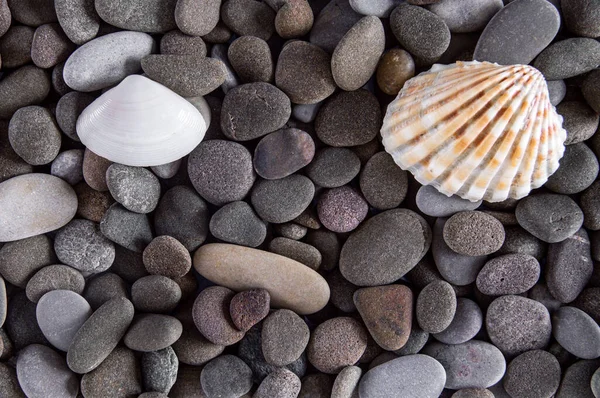 Small Stones Sea Pebbles Cover Bottom Continuous Layer Accompanying Shells Foto Stock