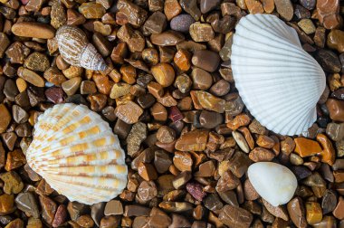 Kaotik bir dizide uzanan taşlar, kehribara benzer bir yapıya ve arka planda üst üste bindirilmiş deniz kabukları ve stüdyoda yapay ışıklandırma altında çekilen hafif kuvars taşlarıyla ton ve renklerine başarılı bir şekilde zıtlığa sahiptir..