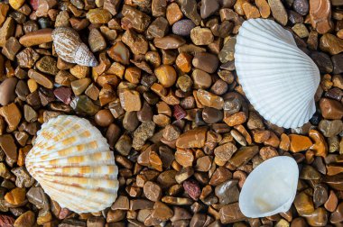 Kaotik bir dizide uzanan taşlar, kehribara benzer bir yapıya ve arka planda üst üste bindirilmiş deniz kabukları ve stüdyoda yapay ışıklandırma altında çekilen hafif kuvars taşlarıyla ton ve renklerine başarılı bir şekilde zıtlığa sahiptir..
