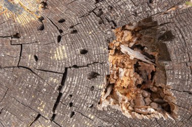 SONY DSC Eski ahşap çok karakteristik bir doku gördüm ve geçemedim, güneş ışığında fotoğraf çekmek zorunda kaldım. Kurulum için daima bir arkaplan olarak kullanılabilir.