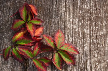 SONY DSC Autumn her zaman yaprakların renkleri ile memnun, özellikle gri yaşlı bir ağacın arka planı karşı, gün ortasında gün ışığında. Bu da sarı-kırmızı yapraklar ve gri yaşlı ağaçların parlak bir kontrastını gösteriyor..