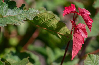 Sonbaharın renkleri doğanın güzelliğini görmeye yardım eder, kırmızı ve yeşilin kontrastından zevk alır, parlak güneş ışığında fotoğraflanır..