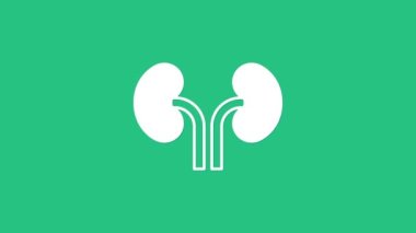 Beyaz insan böbrekleri yeşil arka planda izole edilmiş. 4K Video hareketli grafik canlandırması.