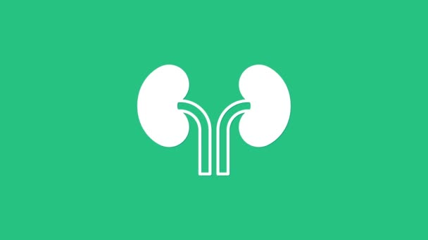 Weiße Menschliche Nieren Auf Grünem Hintergrund Video Motion Grafik Animation — Stockvideo
