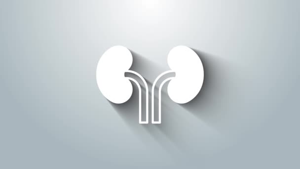 白いヒト腎臓のアイコンは灰色の背景に隔離されています 4Kビデオモーショングラフィックアニメーション — ストック動画