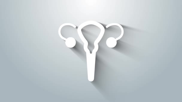 Иконка Белой Женской Репродуктивной Системы Выделена Сером Фоне Анатомия Гинекология — стоковое видео