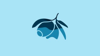 Blue Olives branch icon isolated on blue background. 4K Video motion graphic animation .