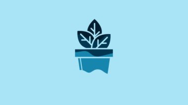 Blue Flowers in pot icon isolated on blue background. Plant growing in a pot. Potted plant sign. 4K Video motion graphic animation.