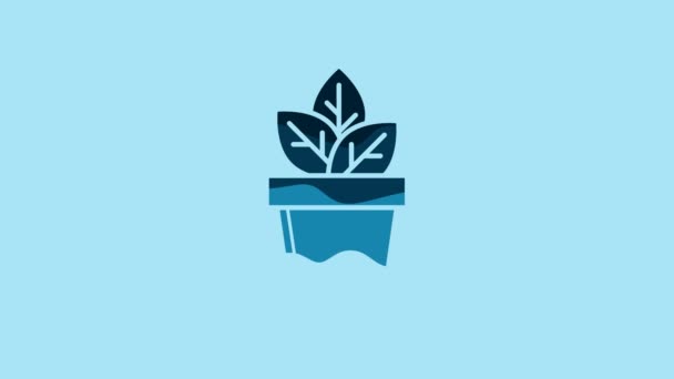 Blue Flowers Pot Icon Isolated Blue Background Plant Growing Pot — Stockvideo