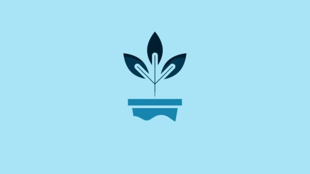 Blue Flowers Pot Icon Isolated Blue Background Plant Growing Pot — Vídeo de stock