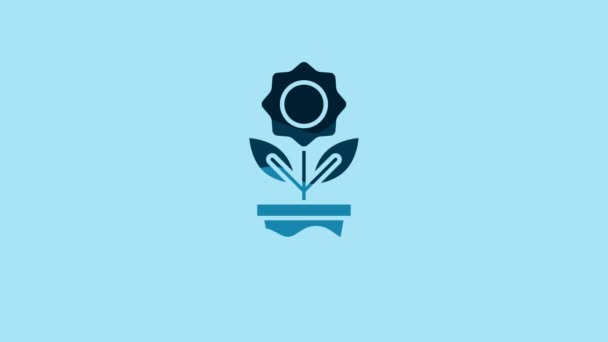 青い背景に孤立したポットアイコンの青い花 鉢の中で植物が成長する 鉢植えの看板 4Kビデオモーショングラフィックアニメーション — ストック動画