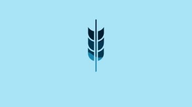 Blue Cereals set with rice, wheat, corn, oats, rye, barley icon isolated on blue background. Ears of wheat bread symbols. 4K Video motion graphic animation.