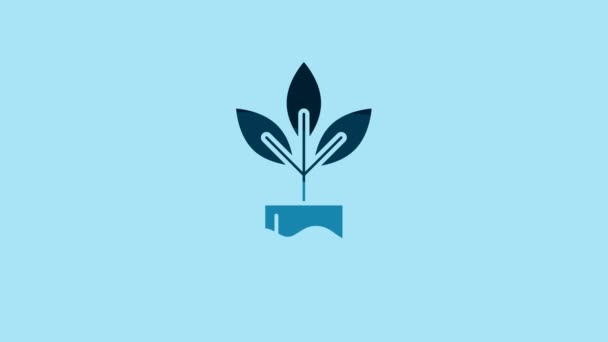 Blue Plant Bottle Icon Isolated Blue Background Seed Seedling Leaves — 图库视频影像