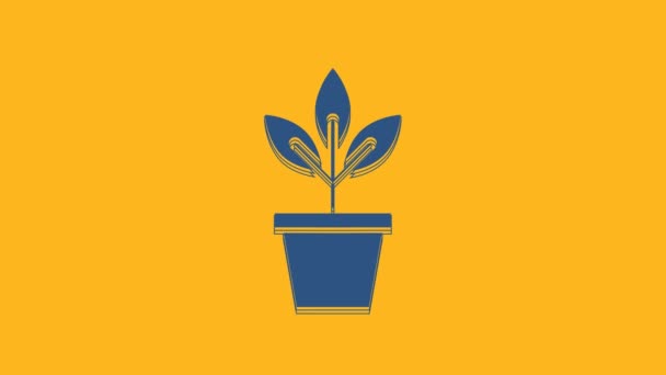 Blå Blommor Potten Ikon Isolerad Orange Bakgrund Växt Som Växer — Stockvideo