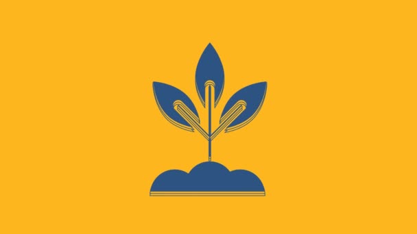 蓝色植物图标孤立在橙色背景 种子和幼苗 叶子的标志 叶子的性质 4K视频运动图形动画 — 图库视频影像
