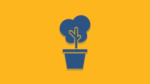 盆栽中的蓝树图标在橙色背景上孤立 家庭盆栽 家居装饰和室内装饰 盆栽标志 4K视频运动图形动画 — 图库视频影像