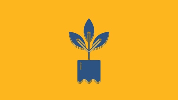 蓝色植物在瓶子图标孤立在橙色背景 种子和幼苗 叶子的标志 叶子的性质 4K视频运动图形动画 — 图库视频影像
