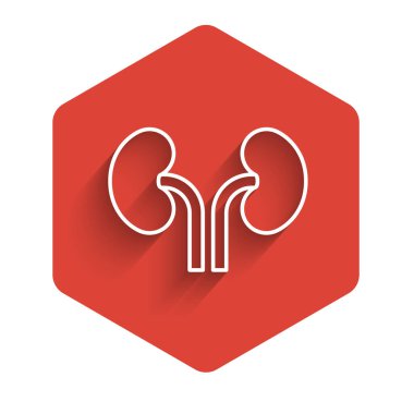 Beyaz çizgi insan böbrekleri uzun gölgeli arka plan izole edilmiş. Kırmızı altıgen düğmesi. Vektör