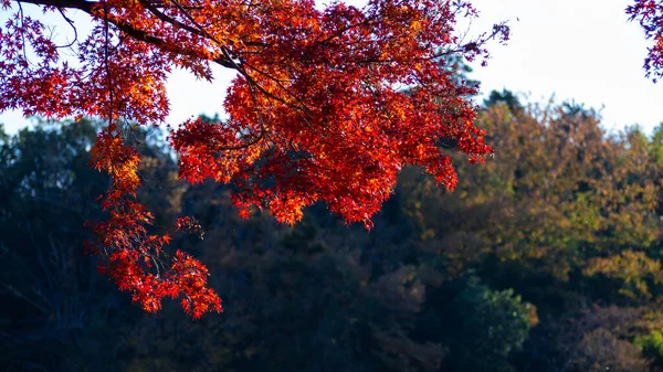 日本の紅葉の公園 日本の秋 日本の秋に公園の葉の季節の変化 赤橋とカエデの木 — ストック写真