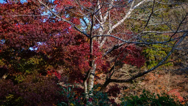 Parken Lönnlöv Japan Japans Höst Säsongsbyte Löv Röd Bro Och — Stockfoto