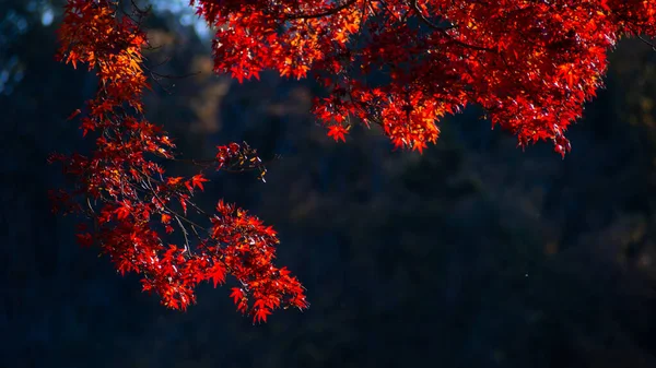 日本の紅葉の公園 日本の秋 日本の秋に公園の葉の季節の変化 赤橋とカエデの木 — ストック写真