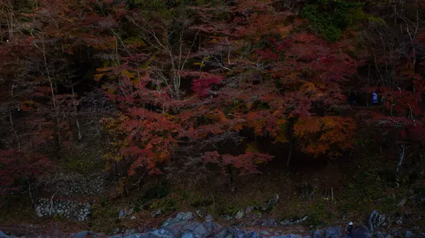 Parque Hoja Arce Japón Otoño Japón Cambio Temporada Hoja Puente —  Fotos de Stock