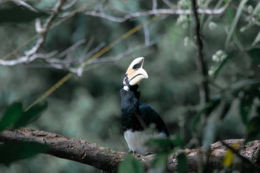 Tayland 'ın Khao Yai Ulusal Parkı' nda bir böcek avlamak için ağaçta tek başına duran doğulu bir boynuz gagası. Ulusal parkın vahşi yaşamı..