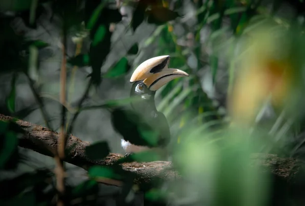 Sebuah Hornbill Pied Oriental Berdiri Pohon Saja Menunggu Untuk Berburu — Stok Foto