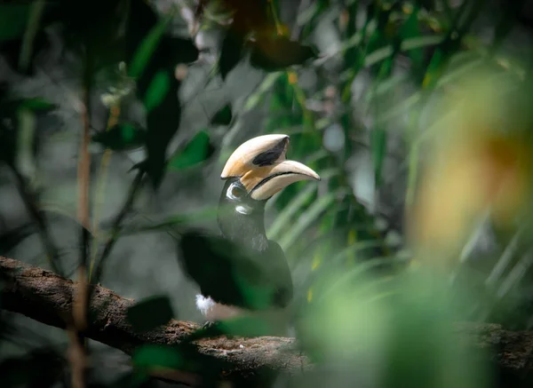 Східний Полонений Птах Стоїть Дереві Чекає Полювання Комаху Національному Парку — стокове фото