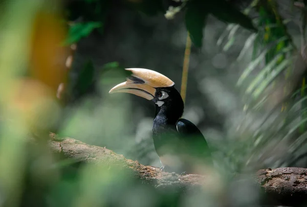 Orientální Hornbill Stojící Sám Stromě Čekající Hmyz Národním Parku Khao — Stock fotografie