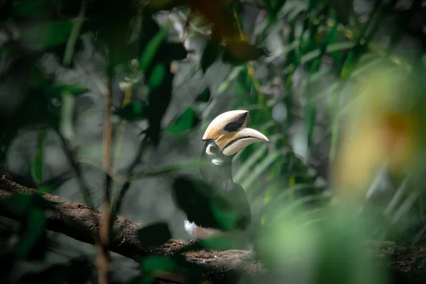 Sebuah Hornbill Pied Oriental Berdiri Pohon Saja Menunggu Untuk Berburu — Stok Foto