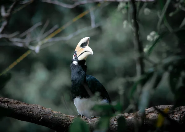 Oriental Pied Hornbill Standing Tree Alone Waiting Hunting Insect Khao — Stock Photo, Image