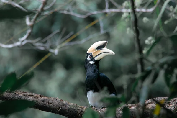 Ένα Ανατολίτικο Hornbill Στέκεται Ένα Δέντρο Μόνο Του Περιμένοντας Για — Φωτογραφία Αρχείου