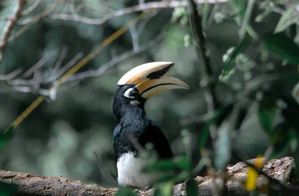Orientální Hornbill Stojící Sám Stromě Čekající Hmyz Národním Parku Khao — Stock fotografie