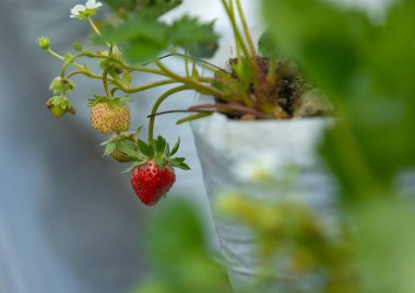 Tayland 'ın sabahında çiftlikten taze çilek. Tayland 'da meyvelerin kış mevsimi. Elinde kırmızı meyve.
